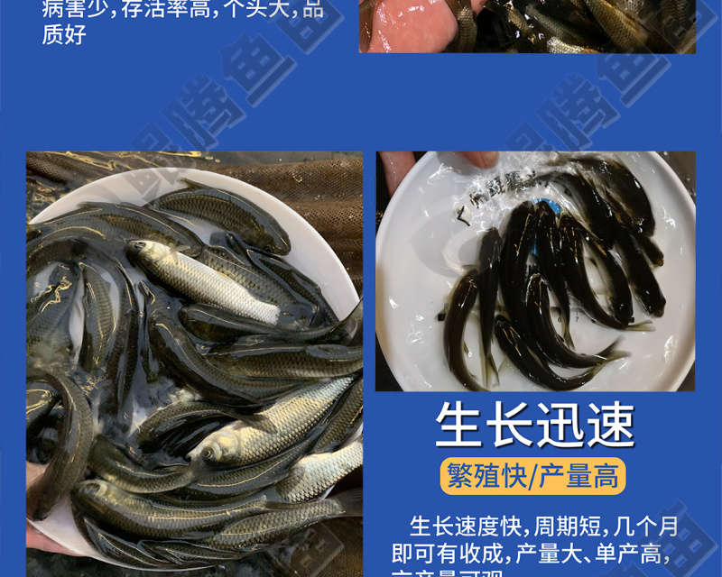 鲲腾优选长江一号草鱼苗源头直销抗病能力强技术支持