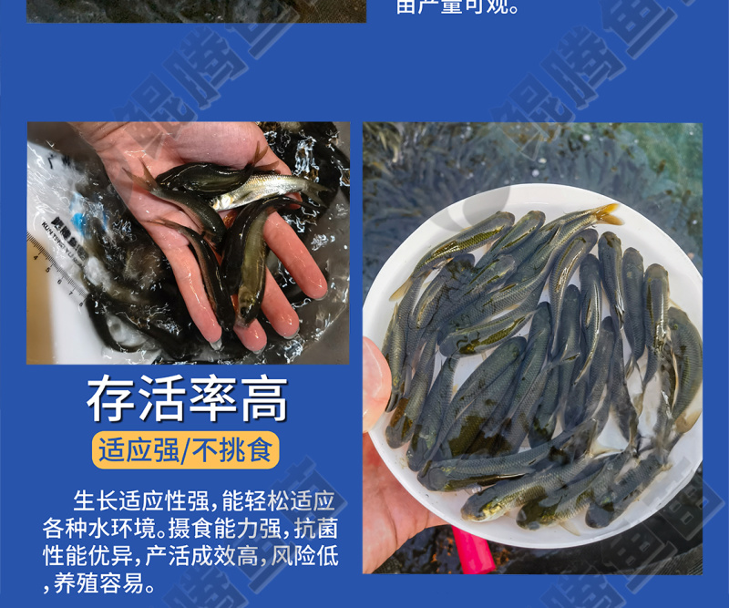 鲲腾优选长江一号草鱼苗源头直销抗病能力强技术支持