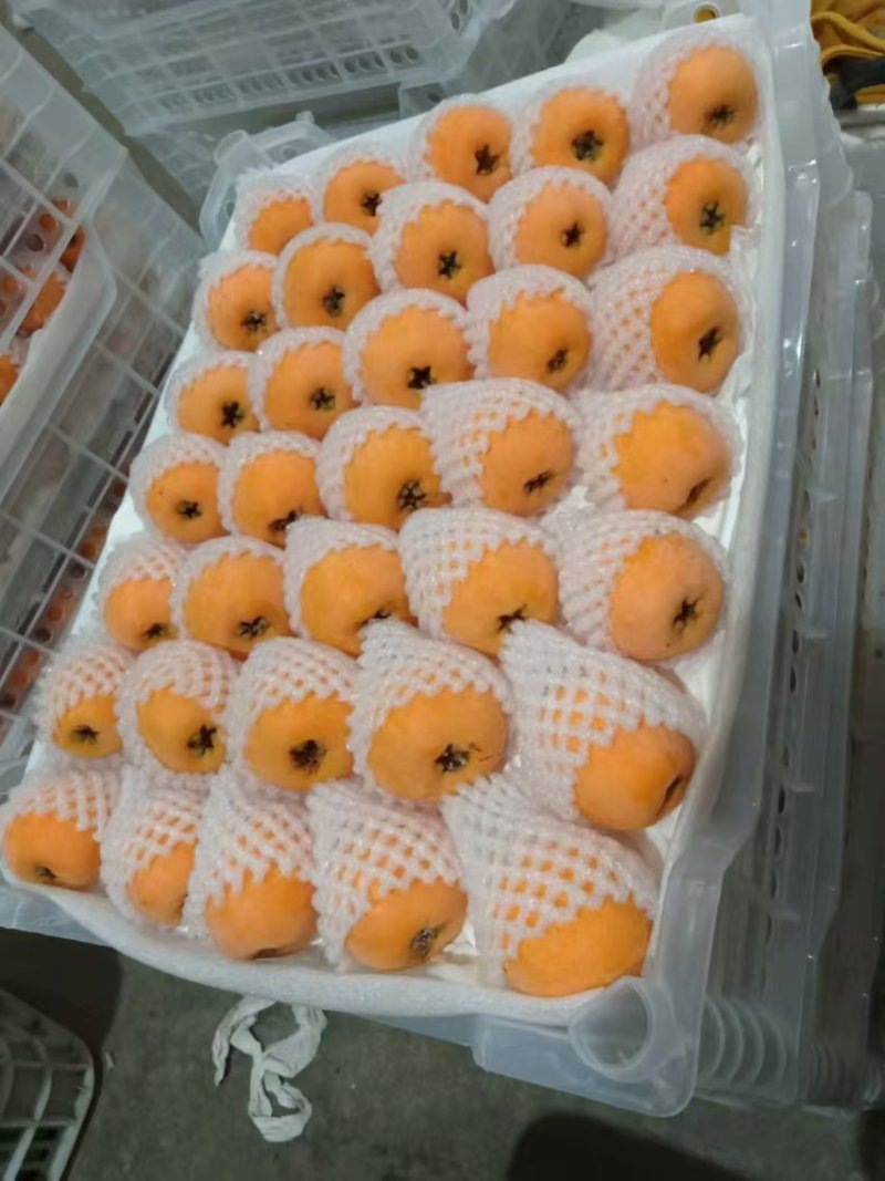 云南蒙自大枇杷