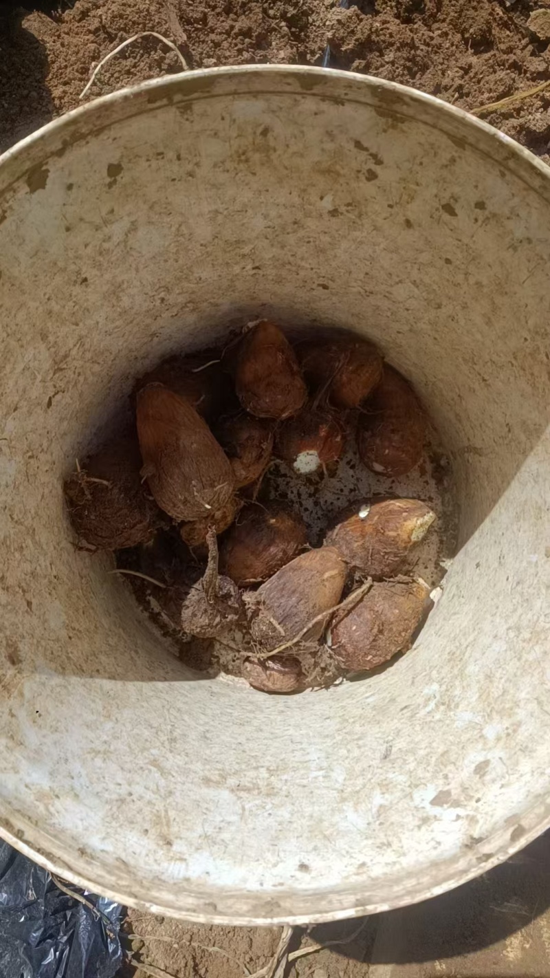 新鲜芋头，农家自产，口感细腻，营养丰富品质保证欢迎咨询