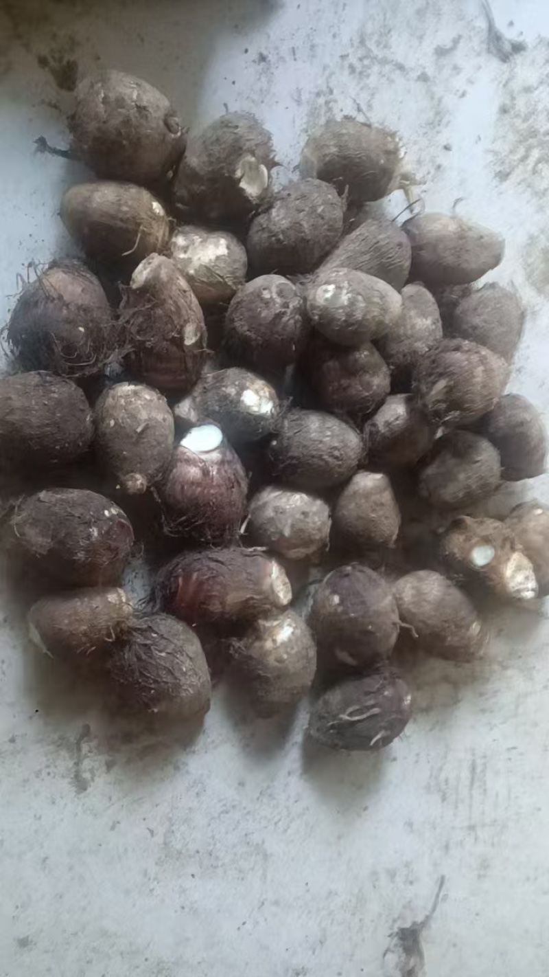新鲜芋头，农家自产，口感细腻，营养丰富品质保证欢迎咨询