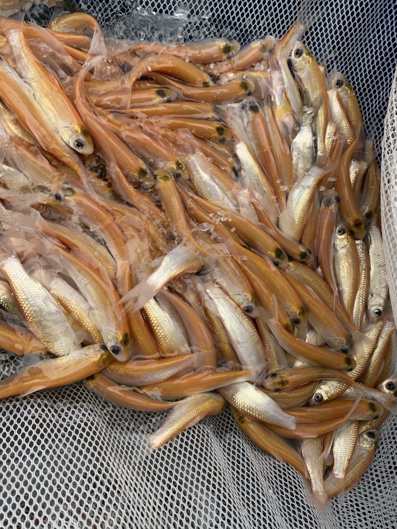优质鲲腾金草鱼苗俄罗斯金丝鲩鱼身形优美色泽金黄