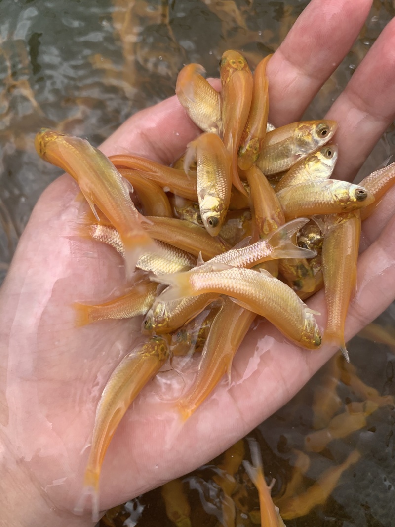 优质鲲腾金草鱼苗俄罗斯金丝鲩鱼身形优美色泽金黄