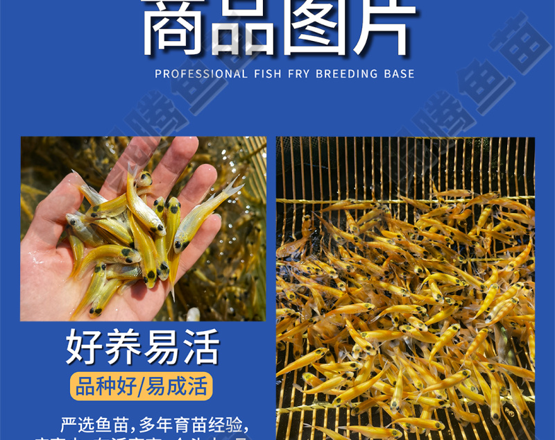 优质鲲腾金草鱼苗俄罗斯金丝鲩鱼身形优美色泽金黄