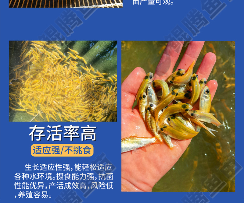 优质鲲腾金草鱼苗俄罗斯金丝鲩鱼身形优美色泽金黄