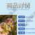 优选金丝草鱼苗每一条鱼苗都经过精挑细选