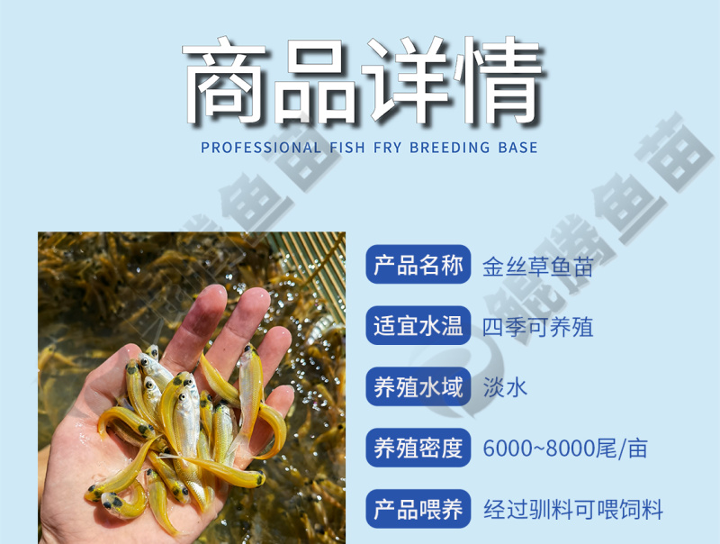 优选金丝草鱼苗每一条鱼苗都经过精挑细选