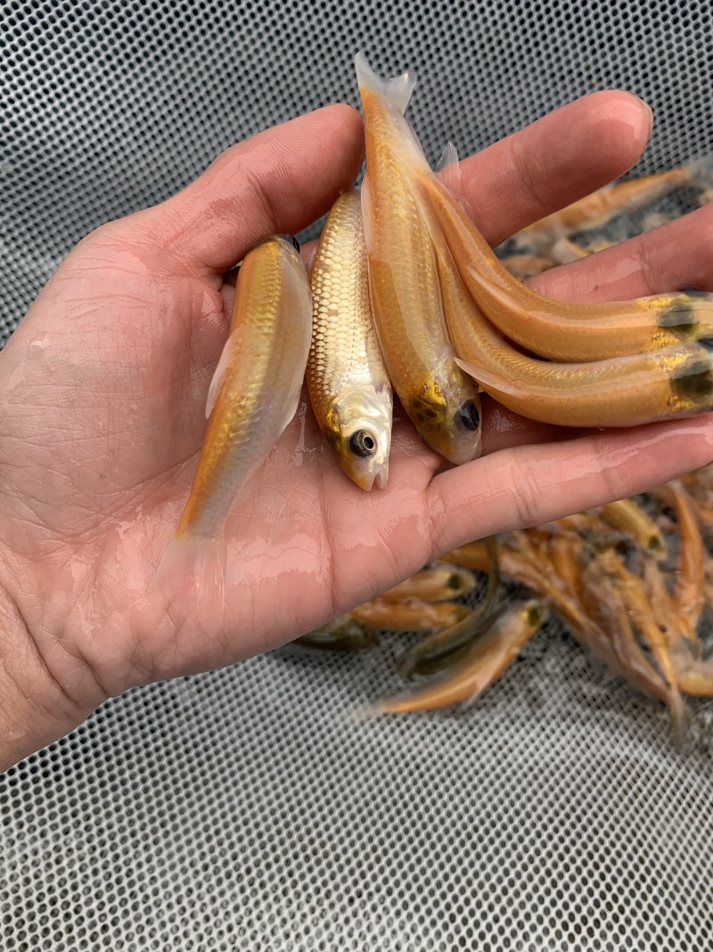 鱼苗金草鱼苗优选俄罗斯金丝草鱼身形优美色泽金黄