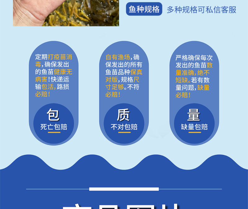 鱼苗金草鱼苗优选俄罗斯金丝草鱼身形优美色泽金黄