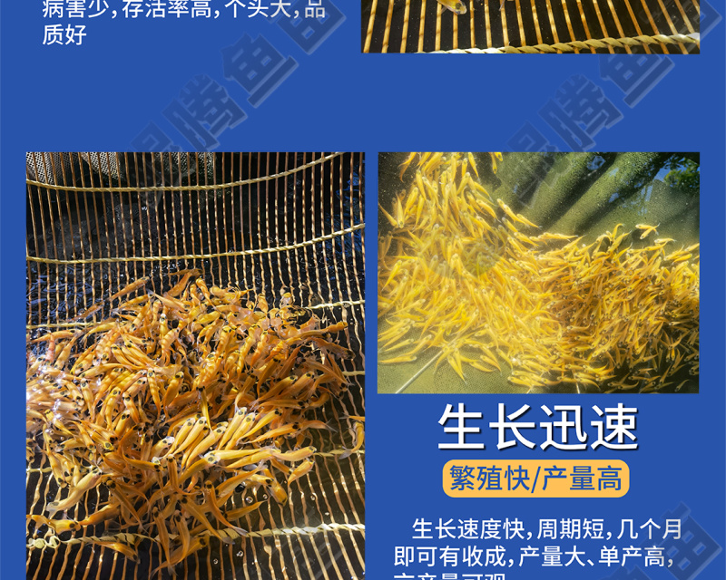 鱼苗金草鱼苗优选俄罗斯金丝草鱼身形优美色泽金黄