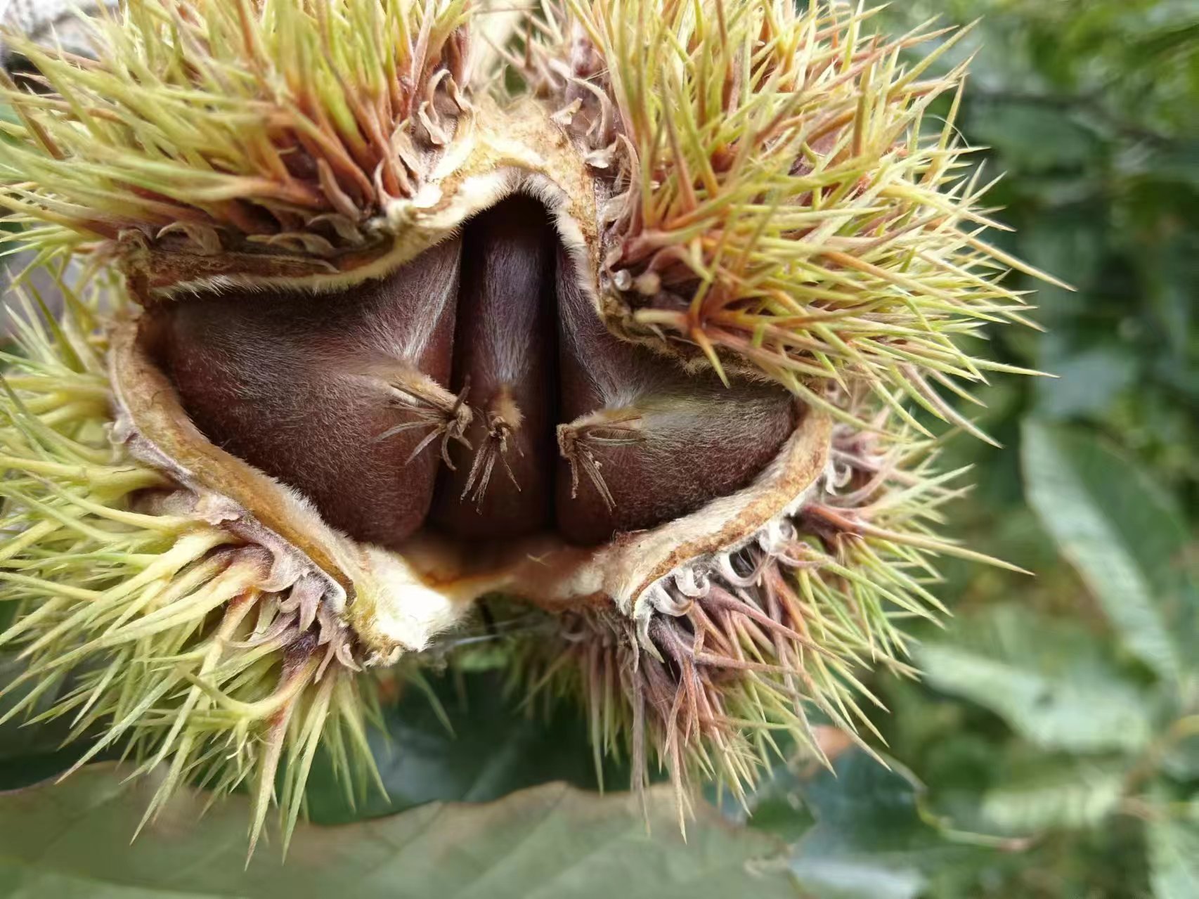 油松松果特写展示其坚硬的外壳与内部松子