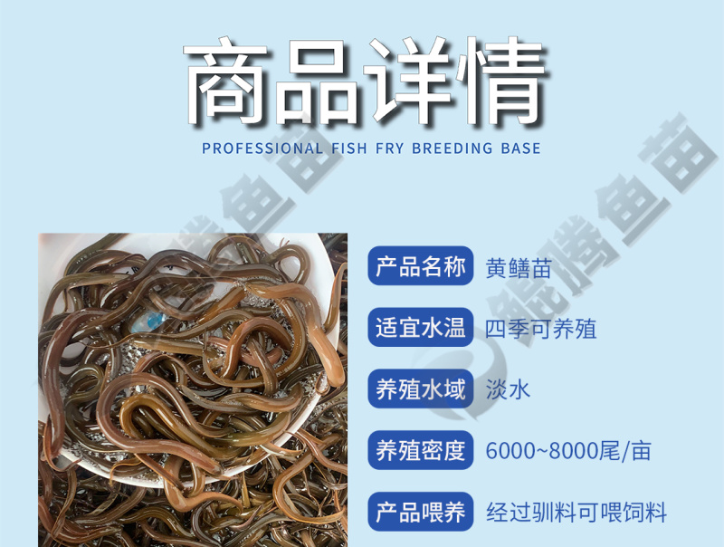 正大九号黄鳝苗鲲腾鱼苗好鱼苗鲲腾出产地直销百万现货