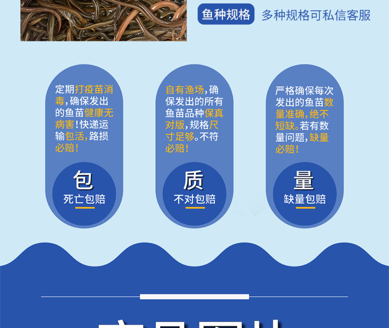 正大九号黄鳝苗鲲腾鱼苗好鱼苗鲲腾出产地直销百万现货