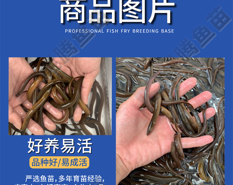 正大九号黄鳝苗鲲腾鱼苗好鱼苗鲲腾出产地直销百万现货