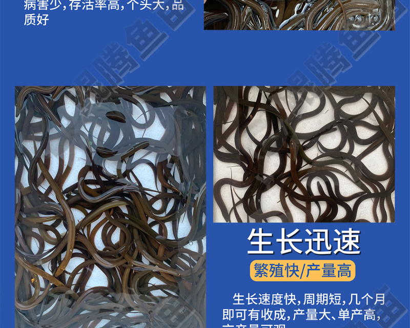 正大九号黄鳝苗鲲腾鱼苗好鱼苗鲲腾出产地直销百万现货