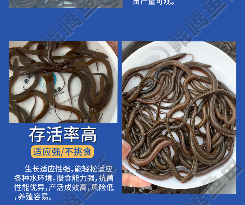 正大九号黄鳝苗鲲腾鱼苗好鱼苗鲲腾出产地直销百万现货