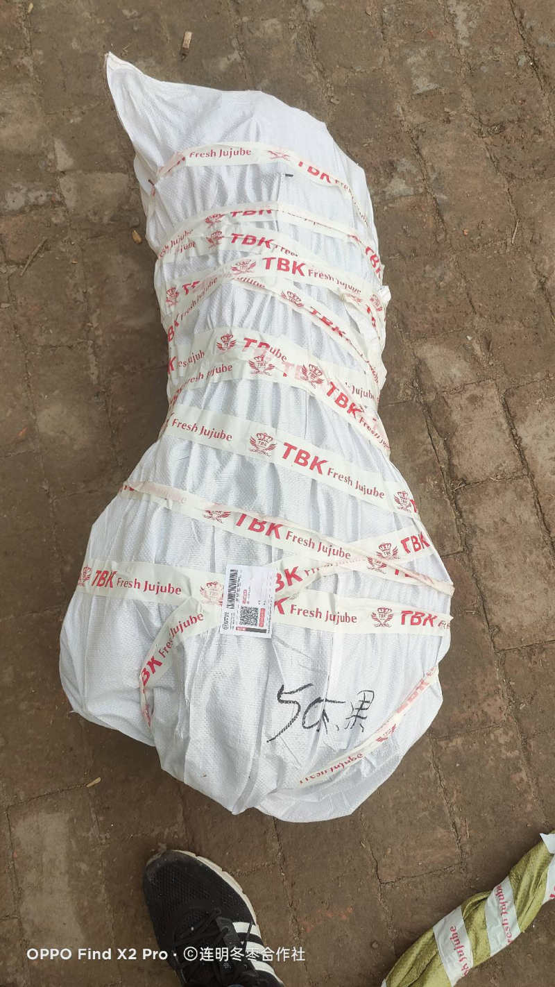 山东沾化枣树苗冬枣树苗冰糖枣树苗皮薄脆甜.甘甜多汁