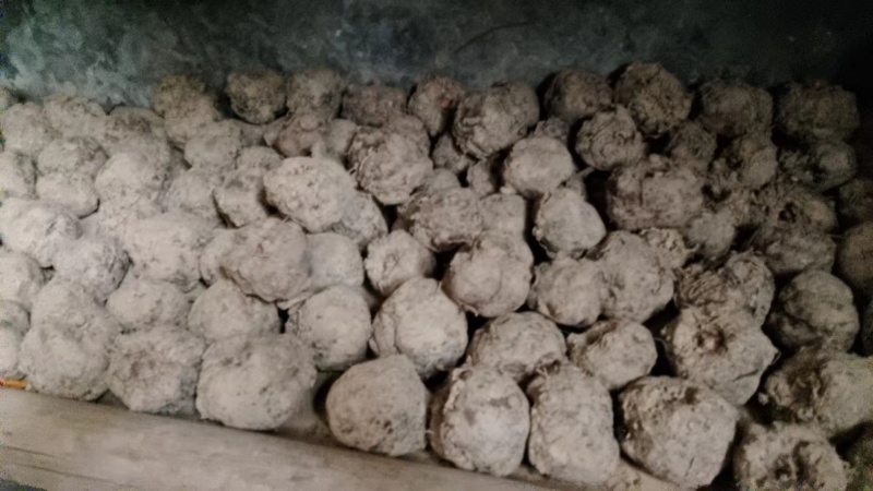 湖北省鄂魔一号魔芋大量鲜货现挖现发欢迎订购