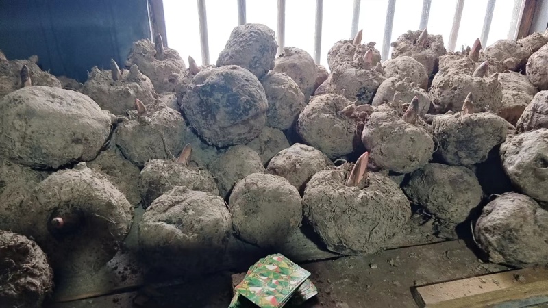 湖北省鄂魔一号魔芋大量鲜货现挖现发欢迎订购