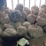 湖北省鄂魔一号魔芋大量鲜货现挖现发欢迎订购