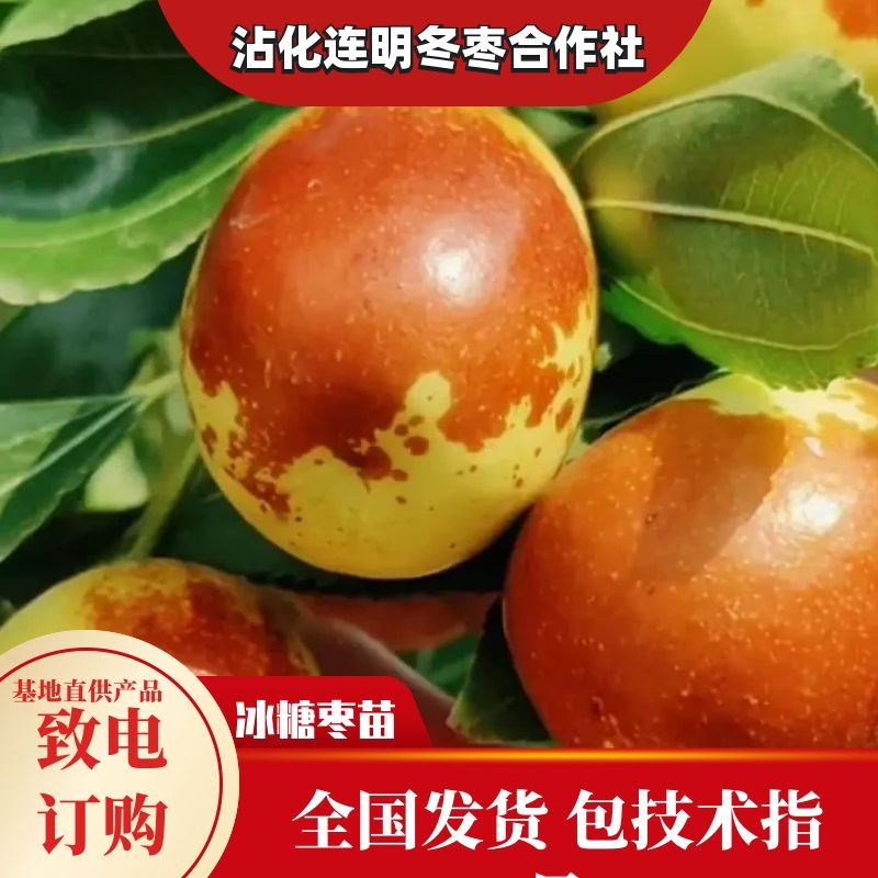 山东沾化新品种冰糖枣树苗个头大脆甜自然结果包品种包技术