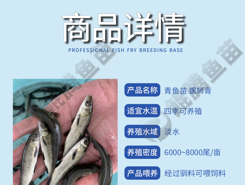鲲腾优选青鱼苗纯正血统生态培育全国直售技术支持