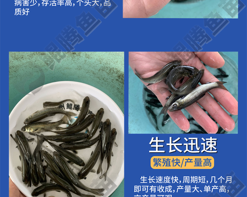 鲲腾优选青鱼苗纯正血统生态培育全国直售技术支持