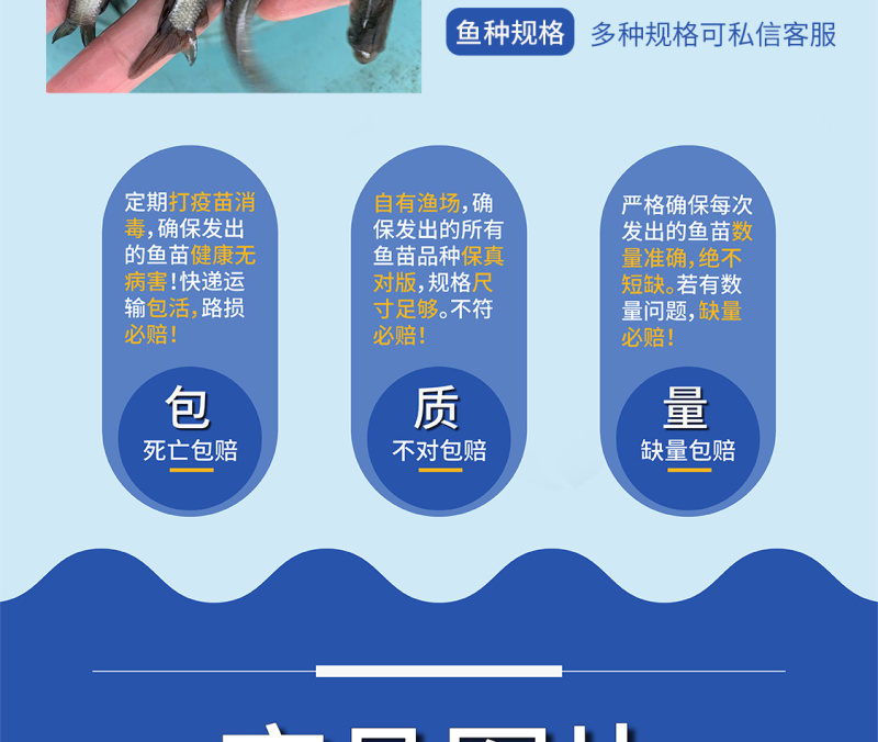 优质鲲腾青鱼苗纯正血统生态培育全国供应技术支持