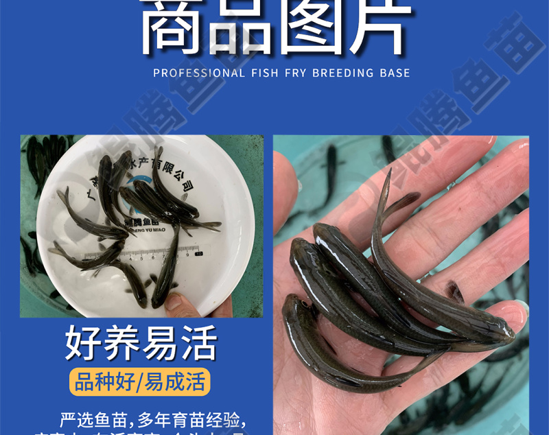 优质鲲腾青鱼苗纯正血统生态培育全国供应技术支持