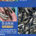 优质鲲腾青鱼苗纯正血统生态培育全国供应技术支持