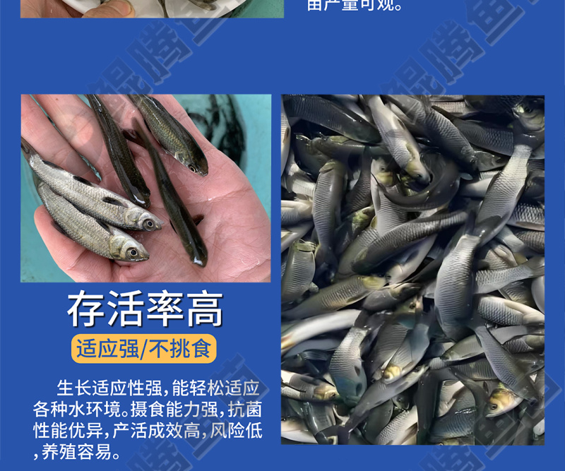 优质鲲腾青鱼苗纯正血统生态培育全国供应技术支持