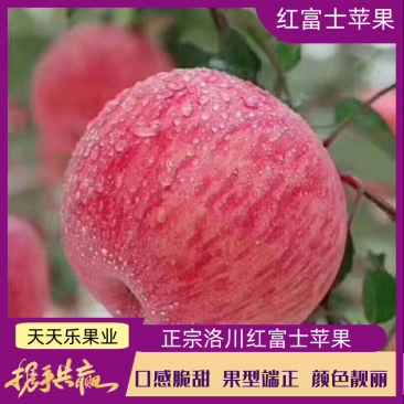 【**商超】精品洛川红富士口感脆甜水分足可一件代发