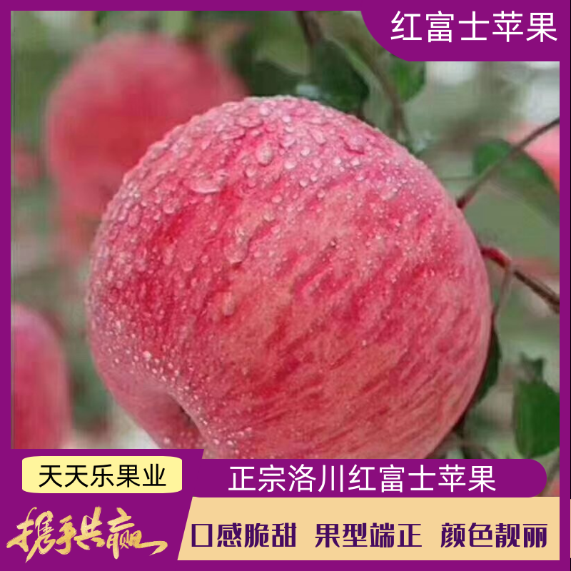 【**商超】精品洛川红富士口感脆甜水分足可一件代发