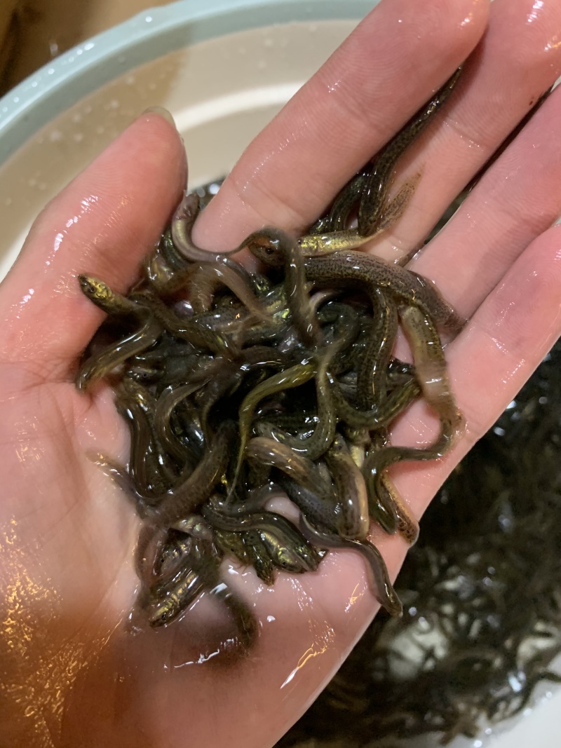 优选泥鳅苗好鱼苗鲲腾出产地直发全国供应技术支持