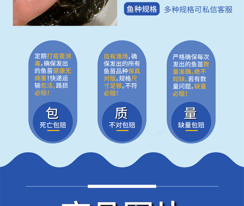 优选泥鳅苗好鱼苗鲲腾出产地直发全国供应技术支持