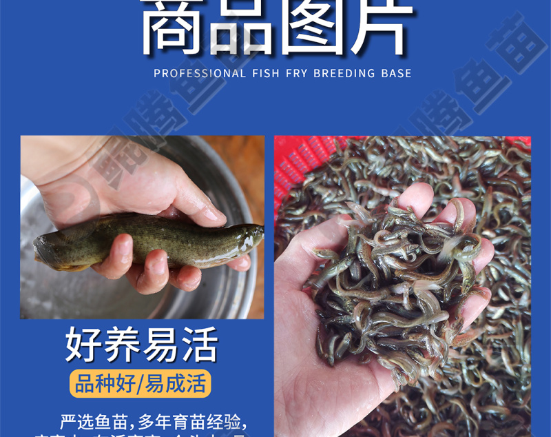 优选泥鳅苗好鱼苗鲲腾出产地直发全国供应技术支持