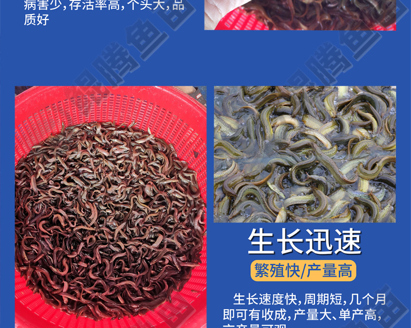 优选泥鳅苗好鱼苗鲲腾出产地直发全国供应技术支持
