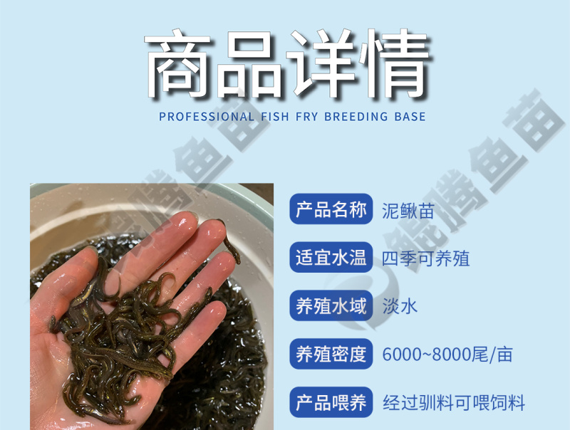 优质泥鳅苗好鱼苗鲲腾出产地直销全国供应技术支持