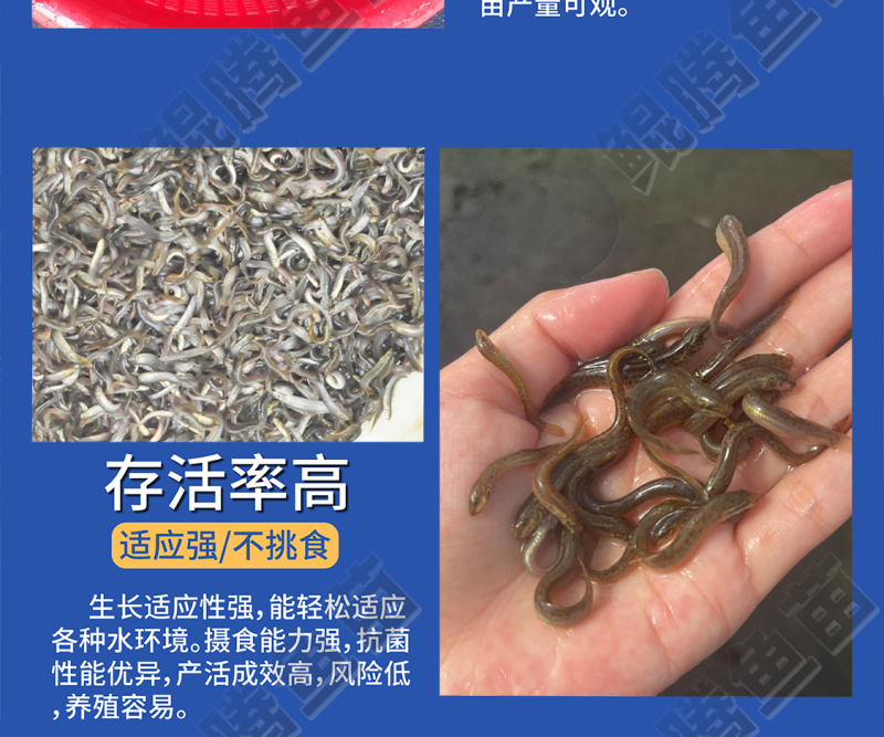 优质泥鳅苗好鱼苗鲲腾出产地直销全国供应技术支持