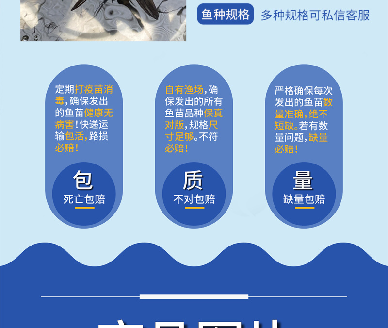 鲲腾水产黑鱼苗乌鱼苗优选好鱼苗产地直发技术支持
