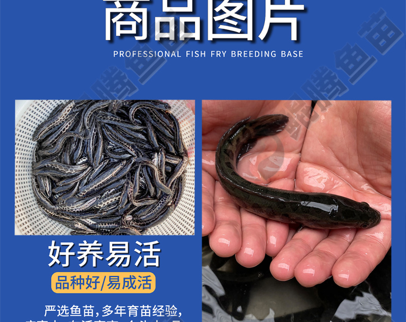 鲲腾水产黑鱼苗乌鱼苗优选好鱼苗产地直发技术支持