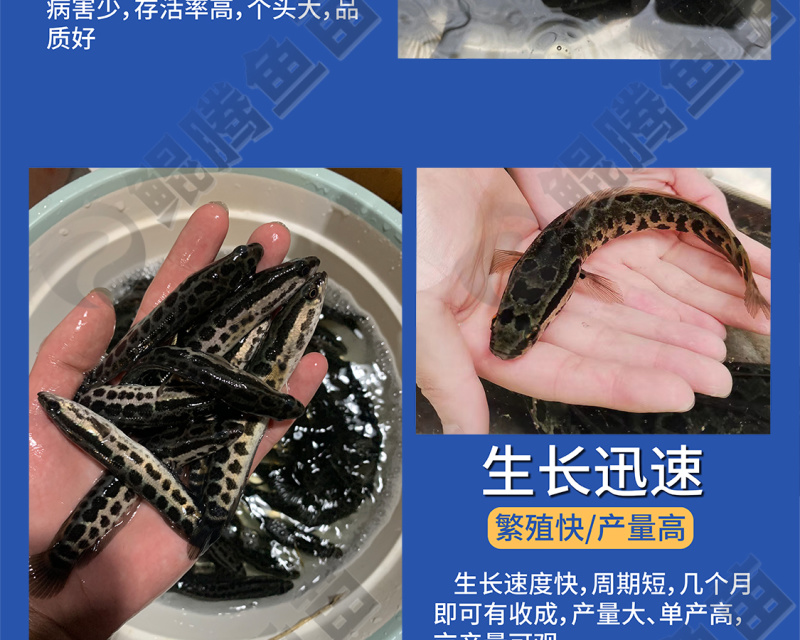 鲲腾水产黑鱼苗乌鱼苗优选好鱼苗产地直发技术支持