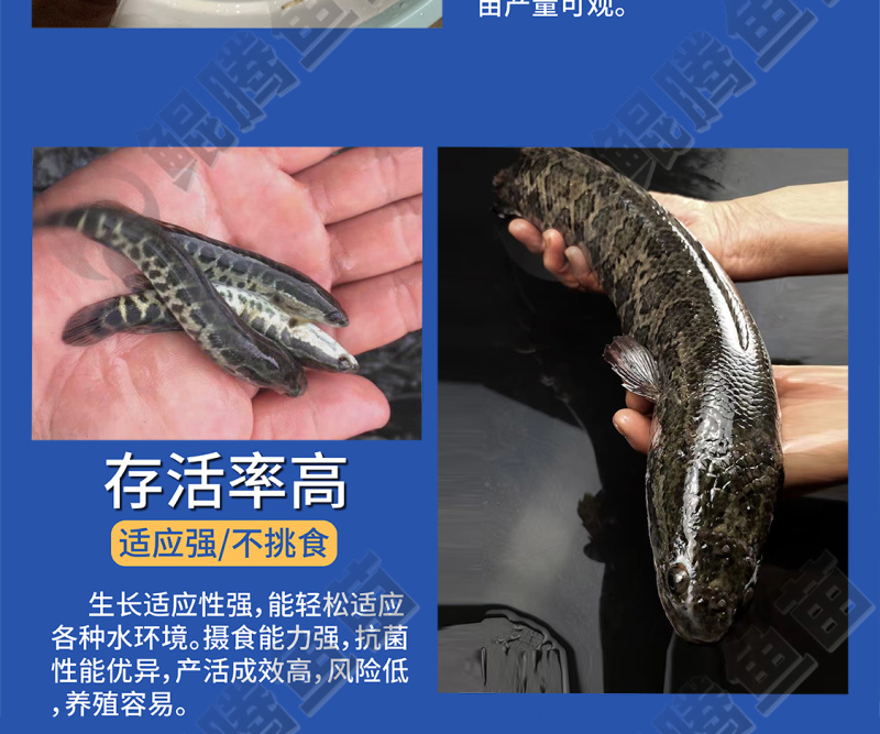 鲲腾水产黑鱼苗乌鱼苗优选好鱼苗产地直发技术支持