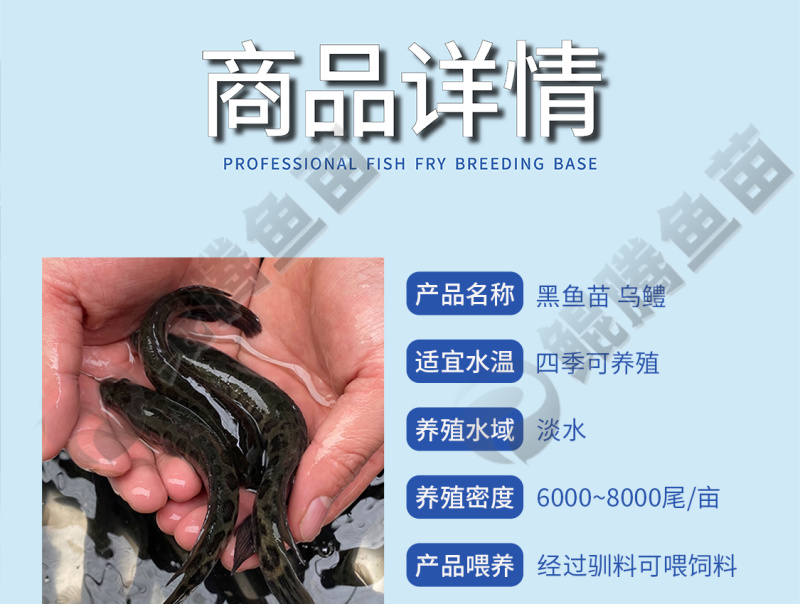 优质鲲腾黑鱼苗乌鱼苗产地直销全国供应技术指导