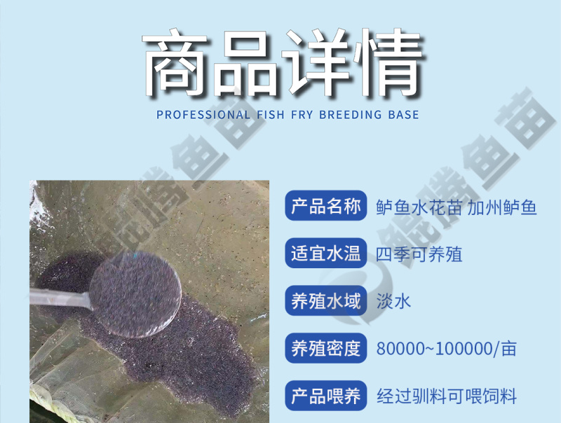 鲲腾水产精选鲈鱼苗水花良种培育高成活率全国直发
