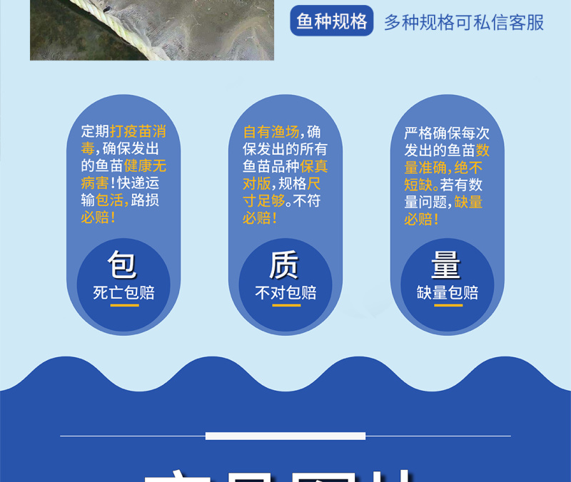 鲲腾水产精选鲈鱼苗水花良种培育高成活率全国直发