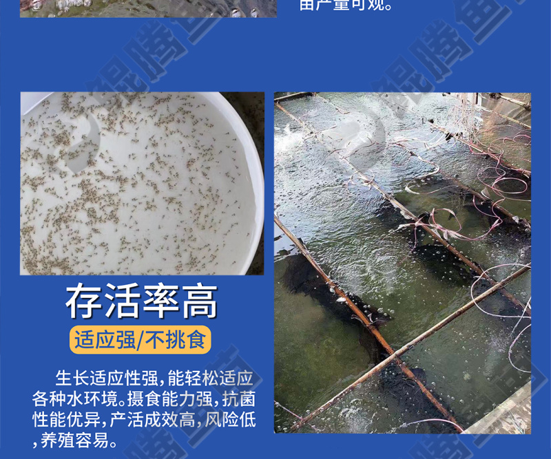 鲲腾水产精选鲈鱼苗水花良种培育高成活率全国直发