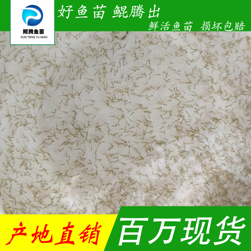 加州鲈鱼水花苗大口黑鲈水花苗产地直销百万现货