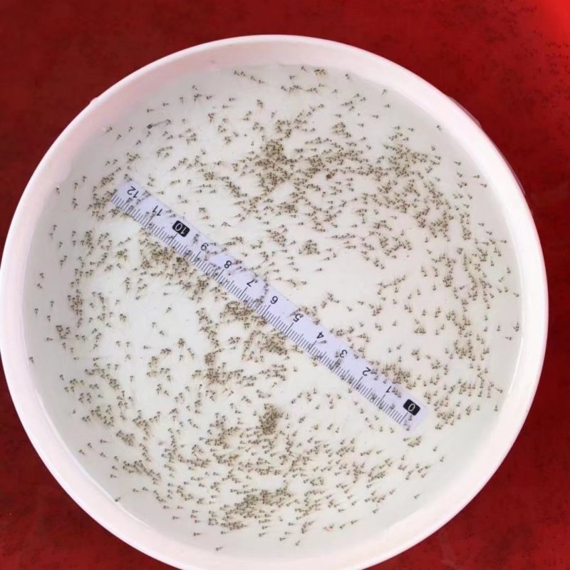 加州鲈鱼水花苗大口黑鲈水花苗产地直销百万现货
