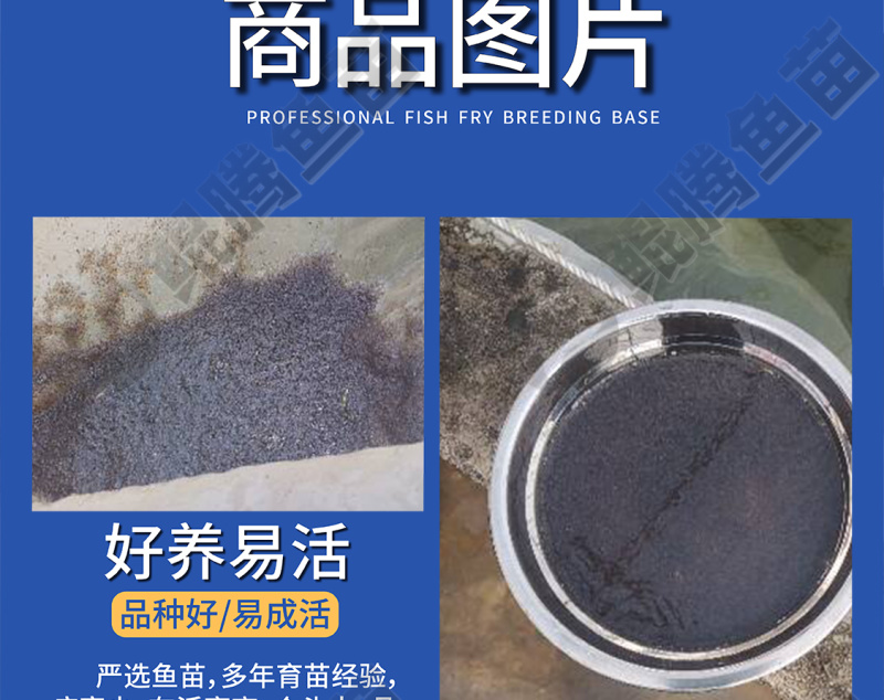 加州鲈鱼水花苗大口黑鲈水花苗产地直销百万现货